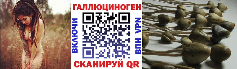 OMG ONION  где продают   Киров  Псилоцибиновые грибы Cubensis 